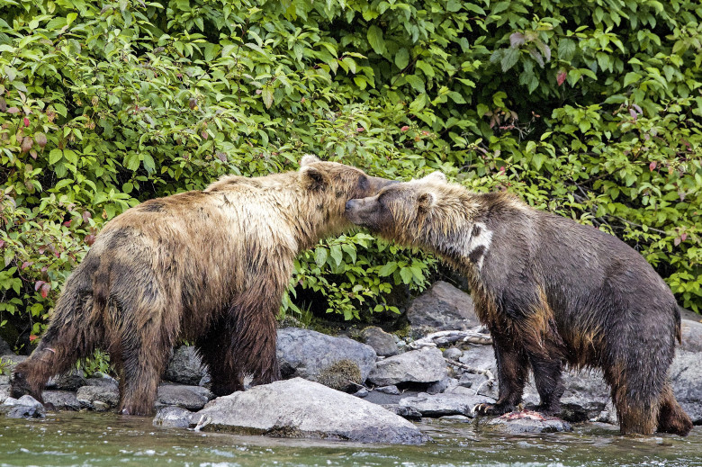 Urși grizzly/ Profimedia