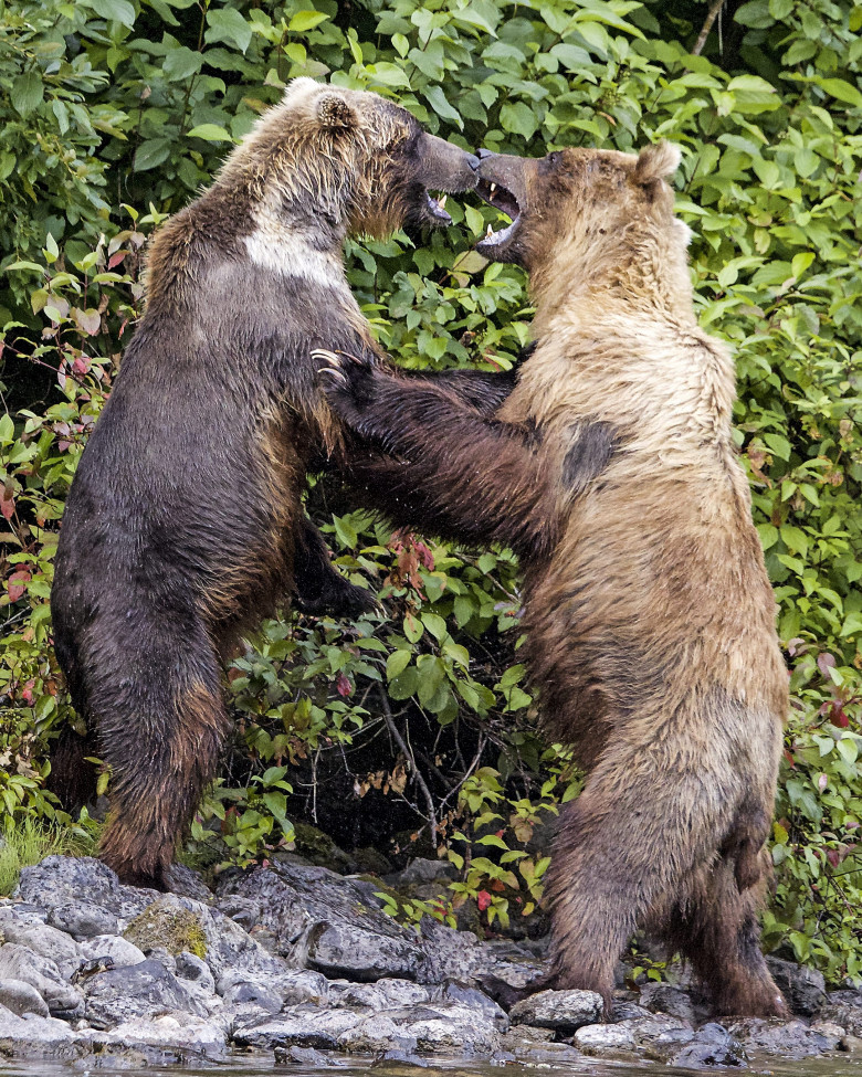 Urși grizzly/ Profimedia