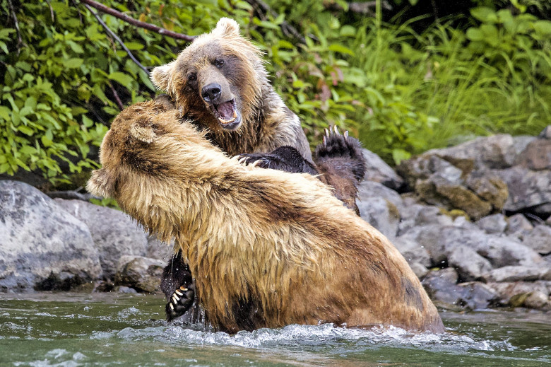 Urși grizzly/ Profimedia