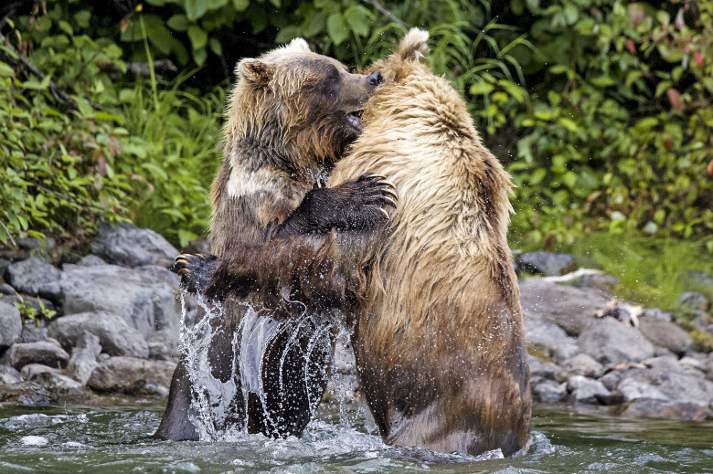 Urși grizzly/ Profimedia