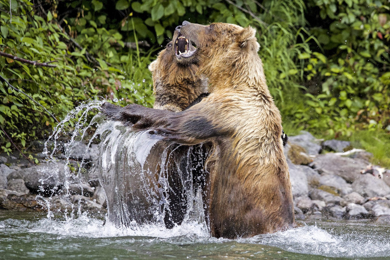 Urși grizzly/ Profimedia