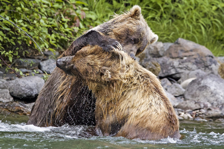Urși grizzly/ Profimedia