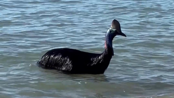 Turiștii de pe o plajă din Australia, șocați de o creatură ieșită din ocean. Este considerată „cea mai periculoasă din lume”