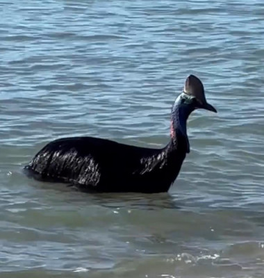 Turiștii de pe o plajă din Australia, șocați de o creatură ieșită din ocean/ Captură video Facebook