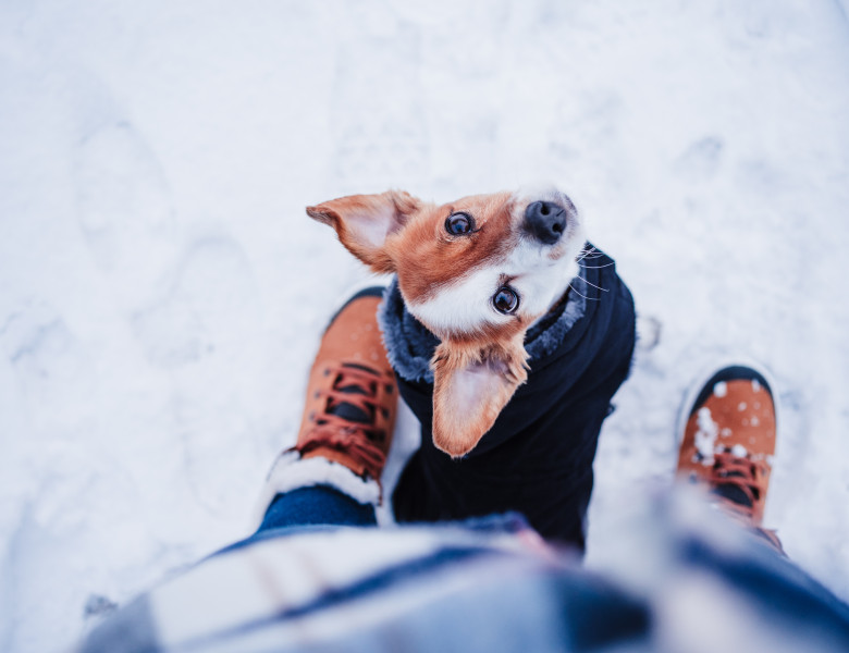 Cum să îți îngrijești animalele de companie pe timp de iarnă/ Shutterstock