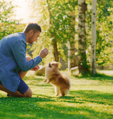 Greșeli pe care le fac oamenii când vor șă-și dreseze câinii/ Shutterstock