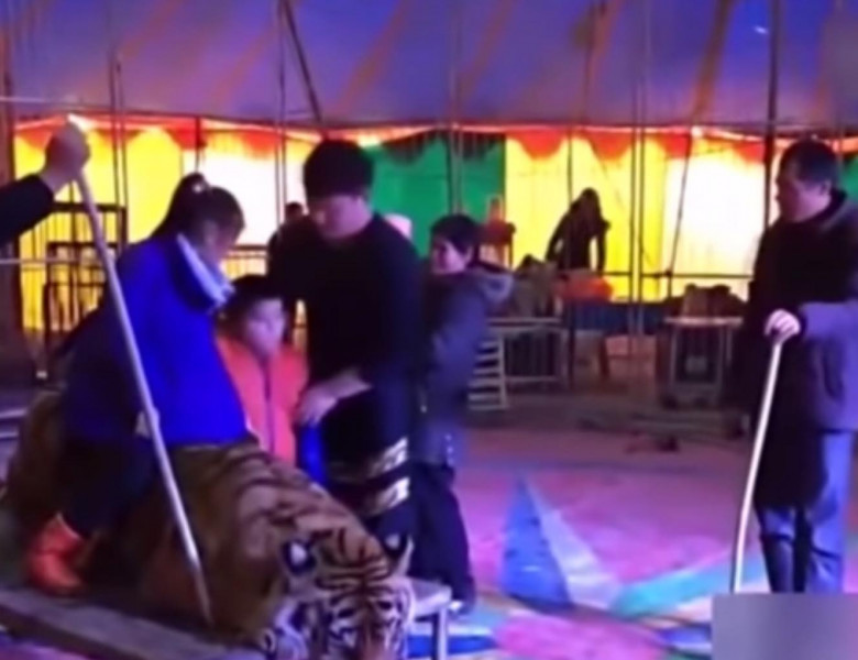 Scandal în China, după ce un circ lăsa copiii să călărească un tigru legat și sedat/ Foto: Captură video Youtube