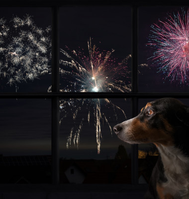 Cum să-ți protejezi câinele de zgomotul produs de artificiile de sărbători/ Shutterstock