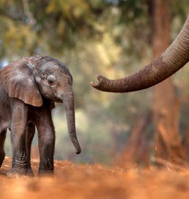 Trunk,With,Young,Pup,Elephant,At,Mana,Pools,Np,,Zimbabwe