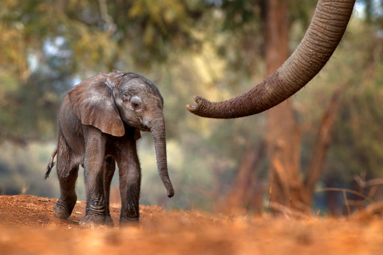 Trunk,With,Young,Pup,Elephant,At,Mana,Pools,Np,,Zimbabwe