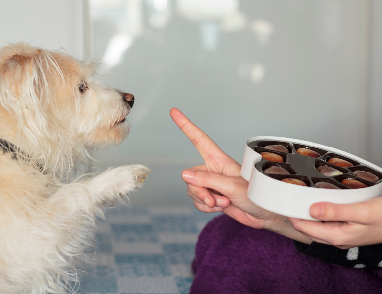Pericolul ciocolatei pentru câini/ Shutterstock