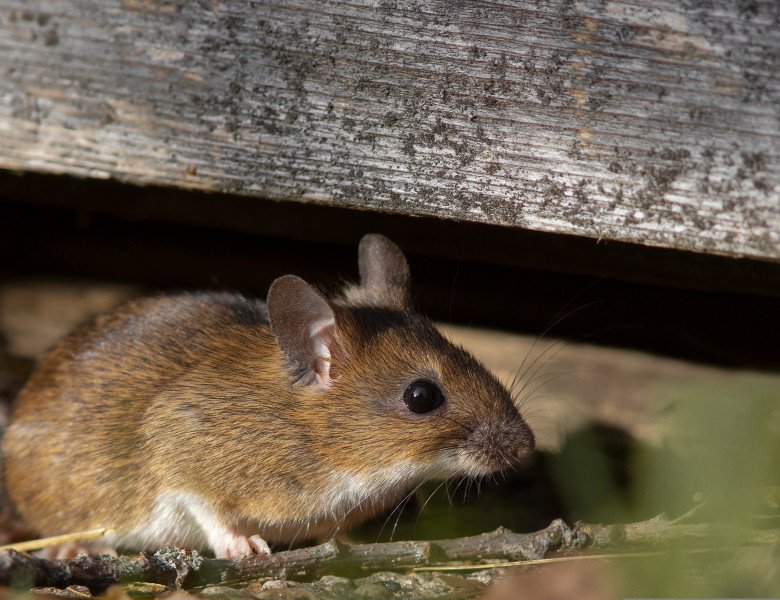 Șoarece/ Shutterstock