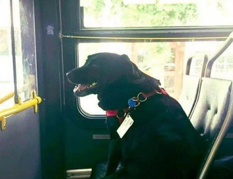 Un câine ia autobuzul singur, în fiecare zi, și merge în parcul de câini pentru a se juca/ Foto: Twitter
