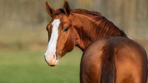 Caii „miros” frica oamenilor. Un studiu arată că devin mai vigilenți când detectează teama umană