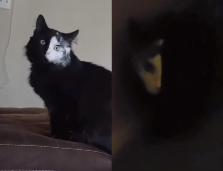 O pisică cu blana jumătate neagră, jumătate albă, i-a îngrozit pe internauți/ Foto: Captură video TikTok