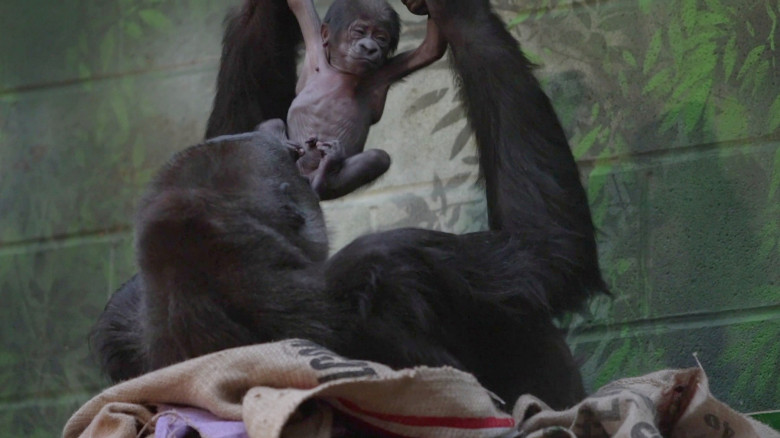 Critically endangered gorilla born at London Zoo