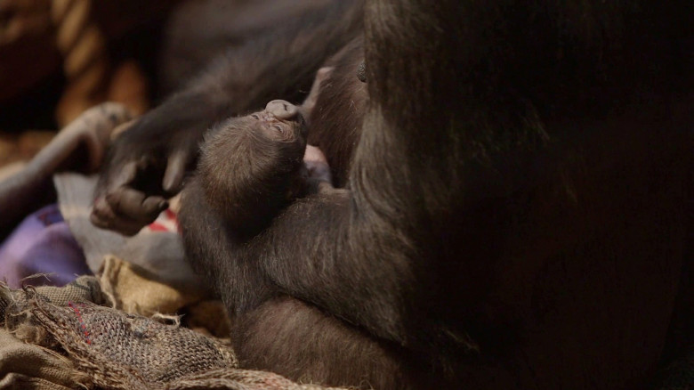 Critically endangered gorilla born at London Zoo