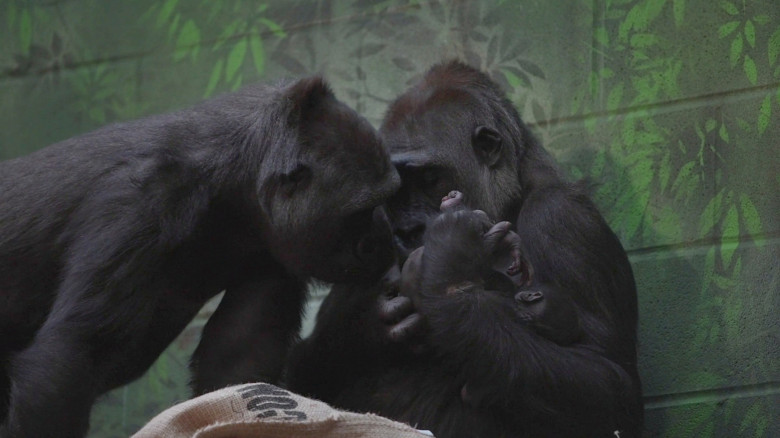 Critically endangered gorilla born at London Zoo