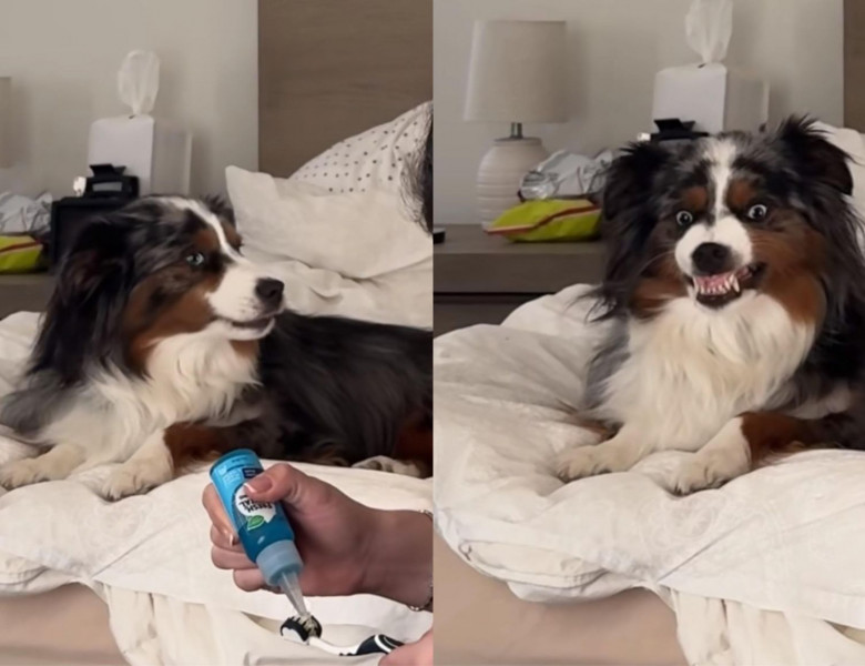 Reacția hilară a unui câine când stăpâna sa se pregătește să-l spele pe dinți/ Foto: TikTok