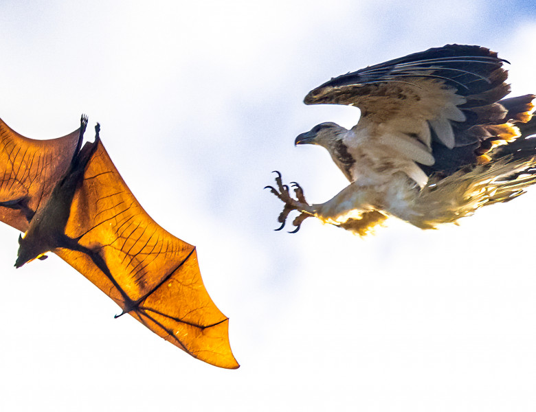Vultur și liliac/ Foto: Profimedia