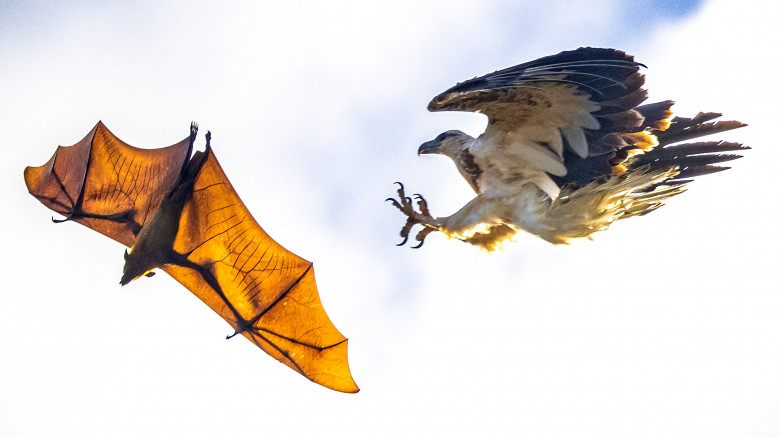 Vultur și liliac/ Foto: Profimedia