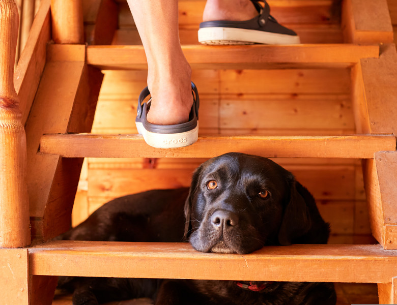 Câine/ Shutterstock