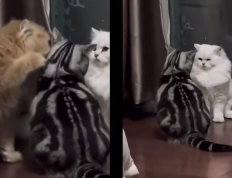 Momentul viral când două pisici se iau la bătaie din cauza altei feline/ Foto: Captură video Youtube