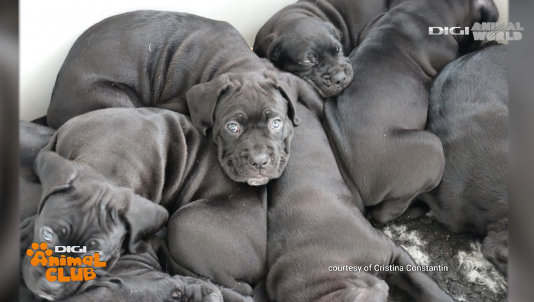 Cane corso 1