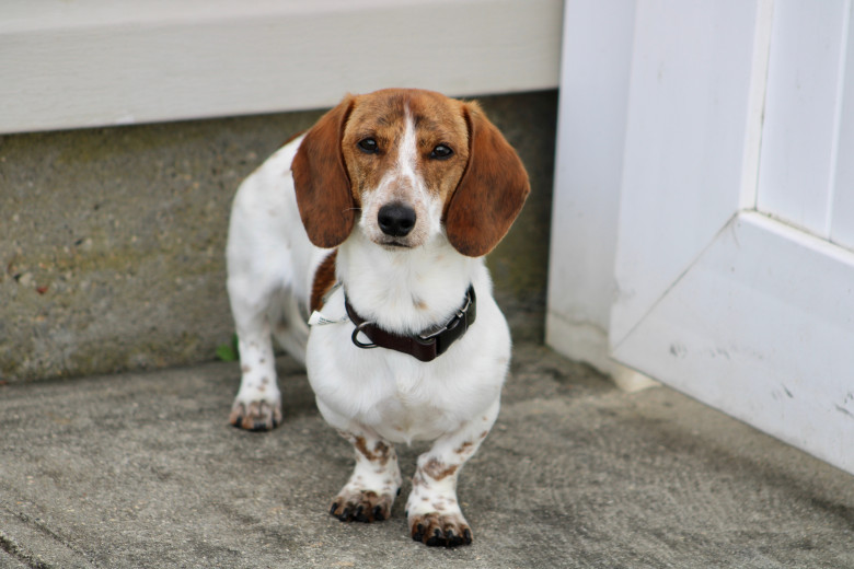 A,Miniature,Dachshund,Puppy,That,Is,Piebald,And,Brindle,Coloring.