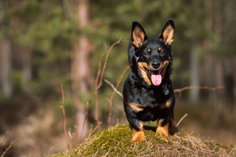 Happy,Dog,In,The,Forest,On,A,Summer,Day