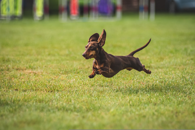 Dachshund,Dog,Running,In,Agility,Race.