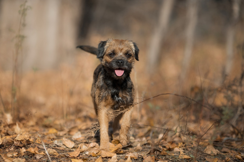 Portrait,Dog,Border,Terrier,Girl,Autumn