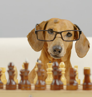 Testul care îți arată cât de inteligent este patrupedul / Shutterstock