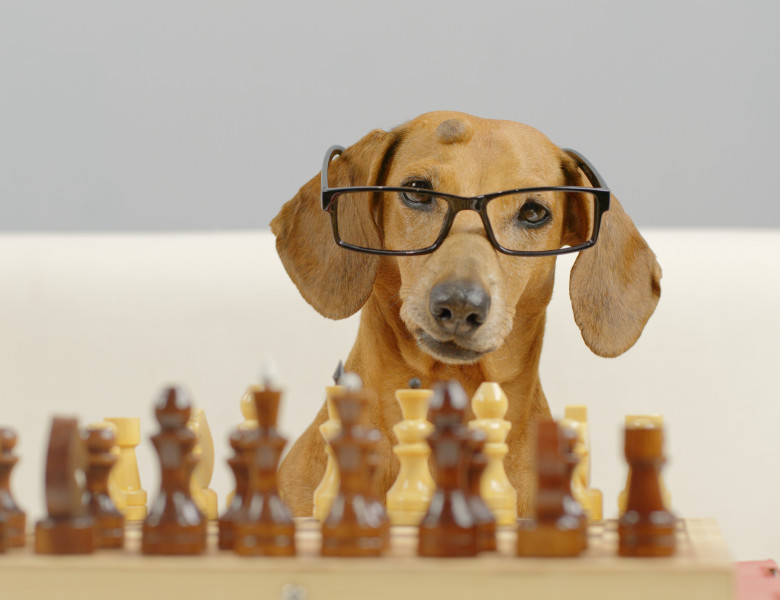 Testul care îți arată cât de inteligent este patrupedul / Shutterstock