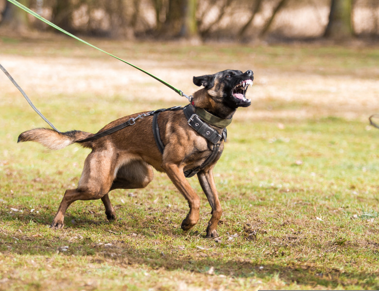 Cum să te protejezi de un câine agresiv care te atacă/ Shutterstock