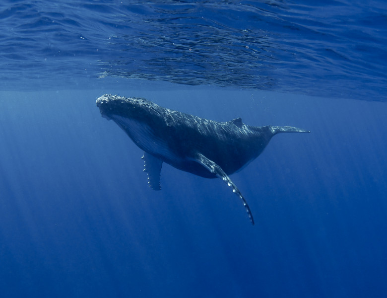 Balenă/ Shutterstock