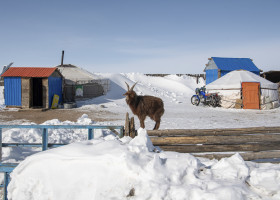 Peste două milioane de animale domestice din Mongolia au murit din cauza iernii/ Profimedia