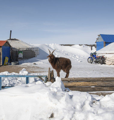 Peste două milioane de animale domestice din Mongolia au murit din cauza iernii/ Profimedia