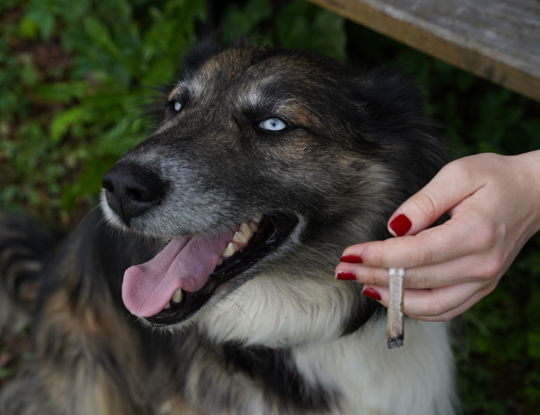 De ce nu e bine să fumezi lângă câinele tău/ Shutterstock