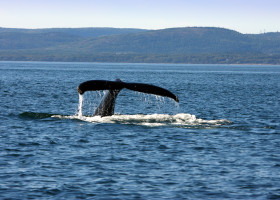 Whale,Watching,And,Tail,Of,A,Humpback,Whale,In,St