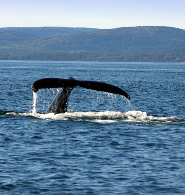 Whale,Watching,And,Tail,Of,A,Humpback,Whale,In,St