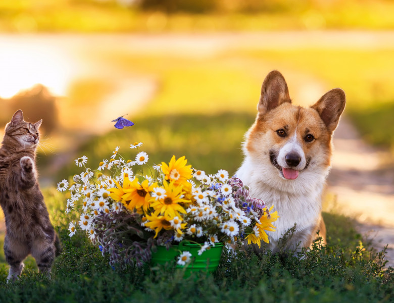 La ce riscuri sunt supuse animalele primăvară/ Shutterstock