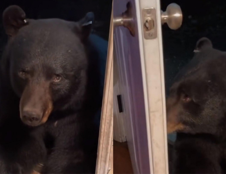 Reacția unei femei când un urs îi apare în fața ușii/ Foto: Captură video TikTok