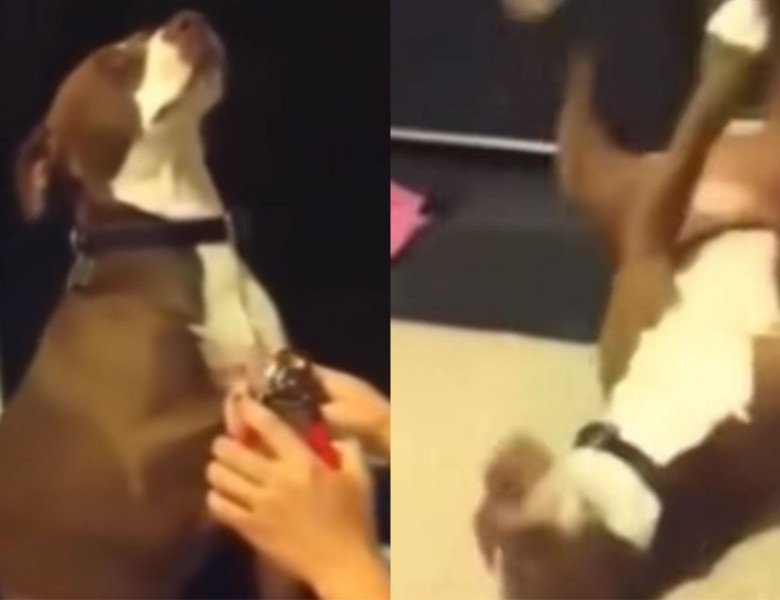Reacția unui câine când stăpâna lui încearcă să-i taie unghiile/ Foto: Captură video TikTok