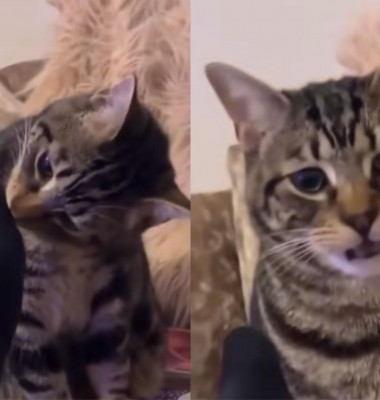 Cum a reacționat o pisică când a mirosit șosetele stăpânului său/ Foto: Captură video TikTok