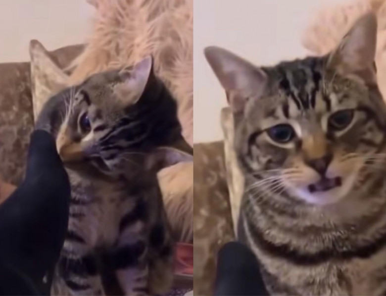 Cum a reacționat o pisică când a mirosit șosetele stăpânului său/ Foto: Captură video TikTok