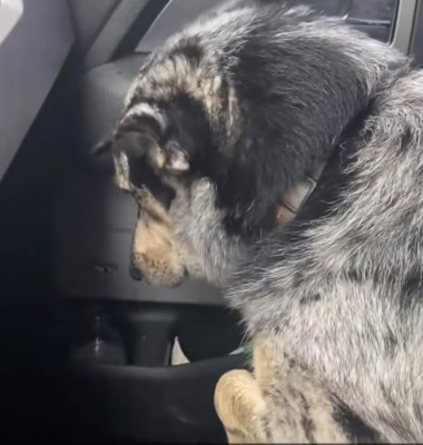 Reacția unui câine după ce stăpânul său a adoptat un vițel/ Foto: Captură video TikTok
