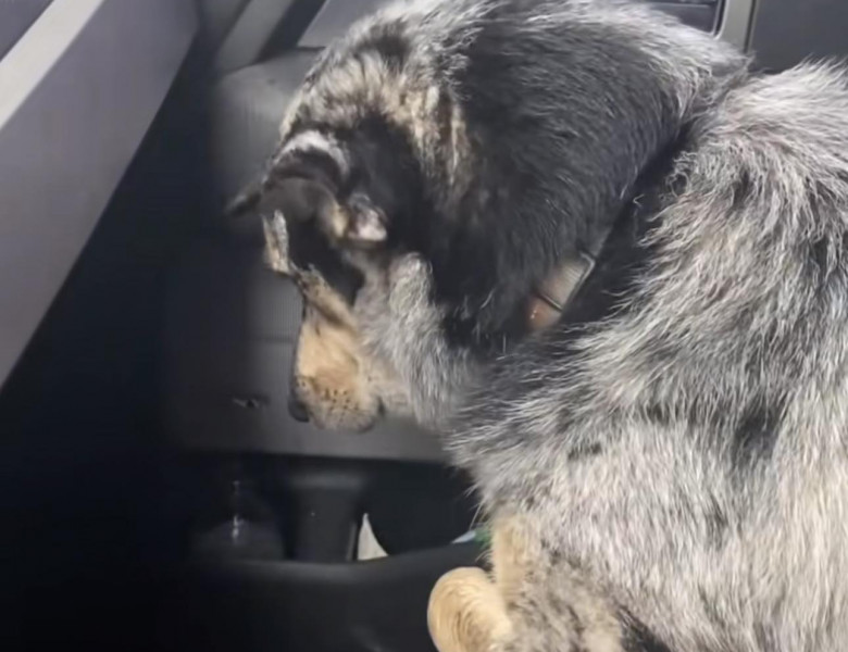 Reacția unui câine după ce stăpânul său a adoptat un vițel/ Foto: Captură video TikTok