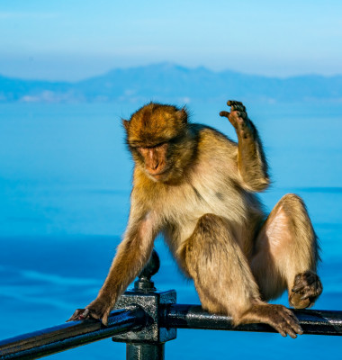 Barbary,Macaque,(macaca,Sylvanus),Ape,,Gibraltar,,United,Kingdom.,Selective,Focus