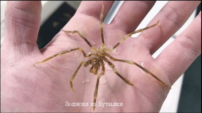 Un pescar din Rusia a capturat mai multe creaturi marine neobișnuite/ Profimedia
